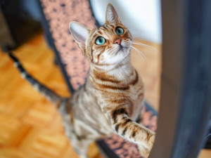 Bengal cat running on indoor wheel