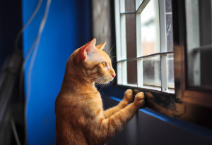 orange cat looking out window