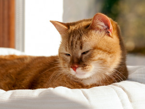 Red cat with squinted eyes laying in a basket closeup