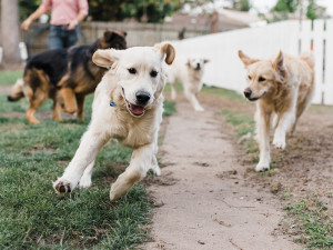 Four dogs running around in an enclosed outside area