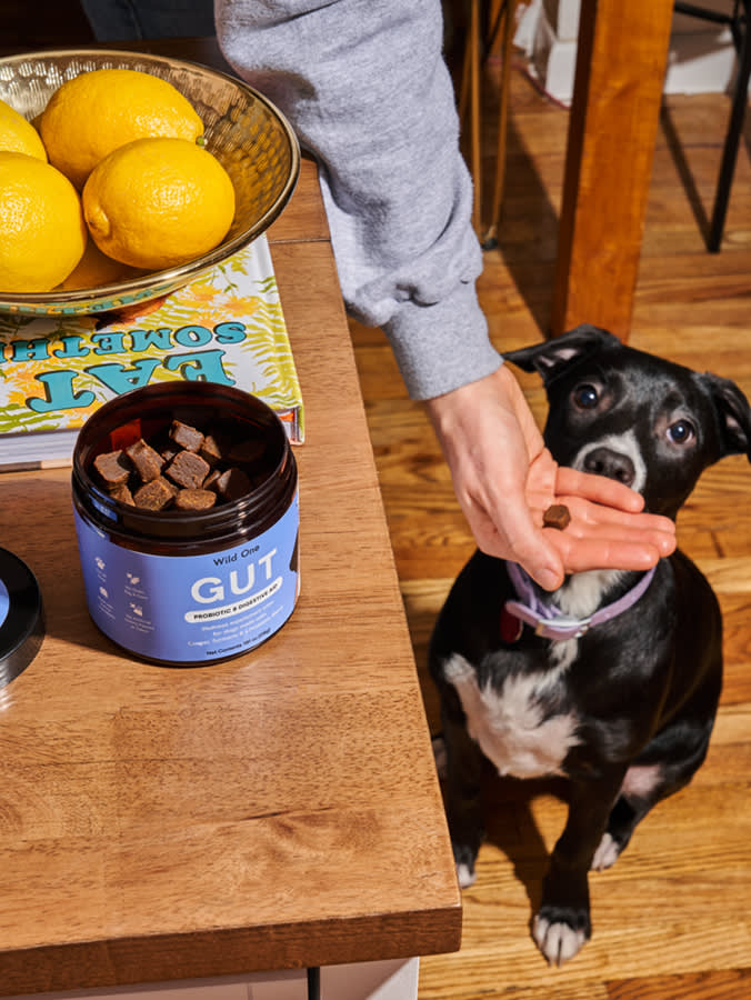 Black dog sitting beneath a table being fed a Wild One GUT supplement