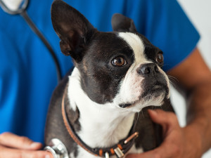 French bulldog being examined at the vet via stethoscope