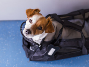 Dog sitting in a dog carrier 