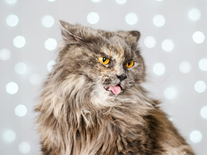 grey and white cat with tongue sticking out