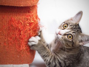 Kitten scratching fabric sofa