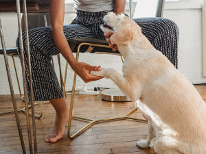 A woman sitting in a chair holding a dogs paw in her hand and holding the dogs face in the other hand. 