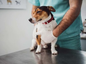 Veterinarian examining a dog