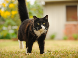 Cat walking outside on the grass